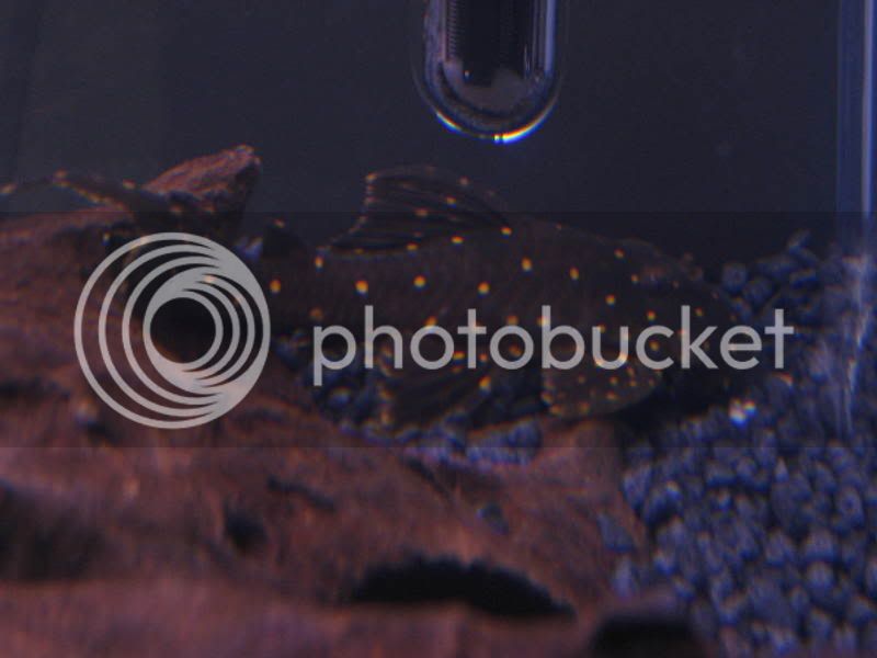 pleco003.jpg