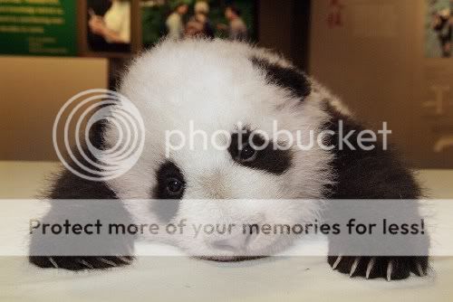 pandas75za.jpg