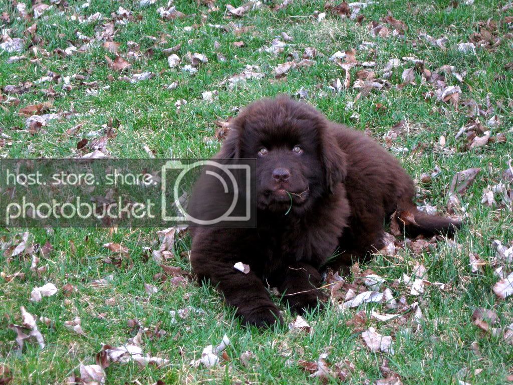 Pups_020.jpg