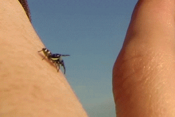KQVApFt.gif