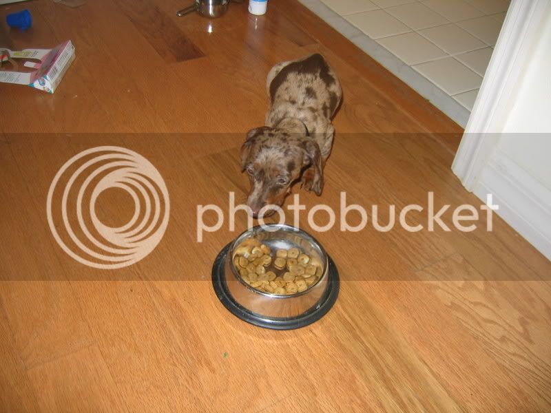 Hershey002.jpg
