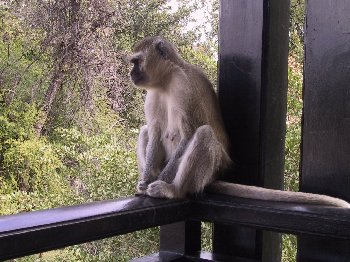 MonkeyOnPorchw.jpg