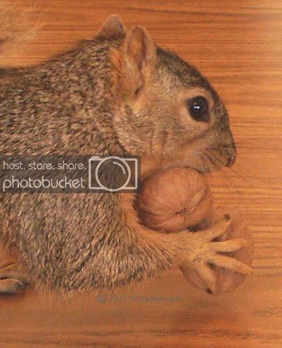 squirrel.jpg