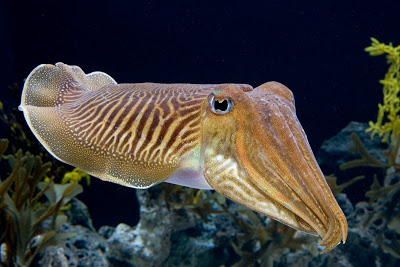 ComCuttlefish9.jpg