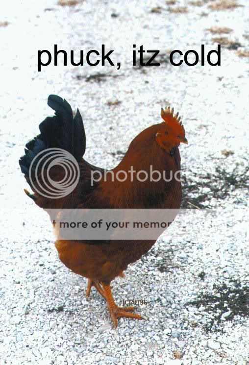 chicken-farm3copy.jpg