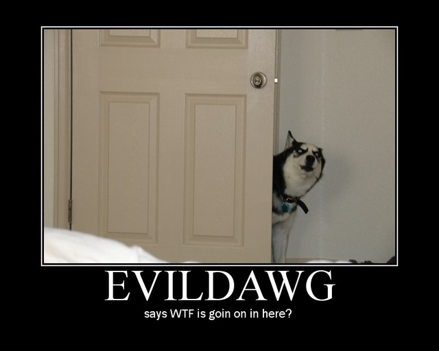 evildawg.jpg