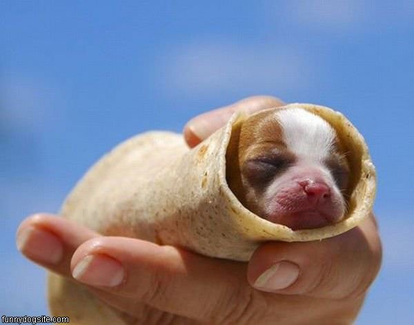 Burrito_Puppy.jpg