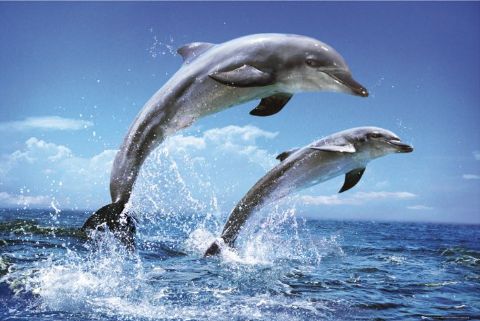 Dolphins.jpg