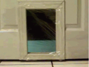 Catdoor.gif