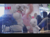 th_hilarious-1.gif