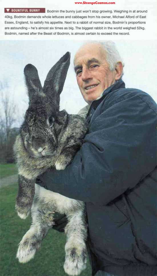 bigrabbit.jpg
