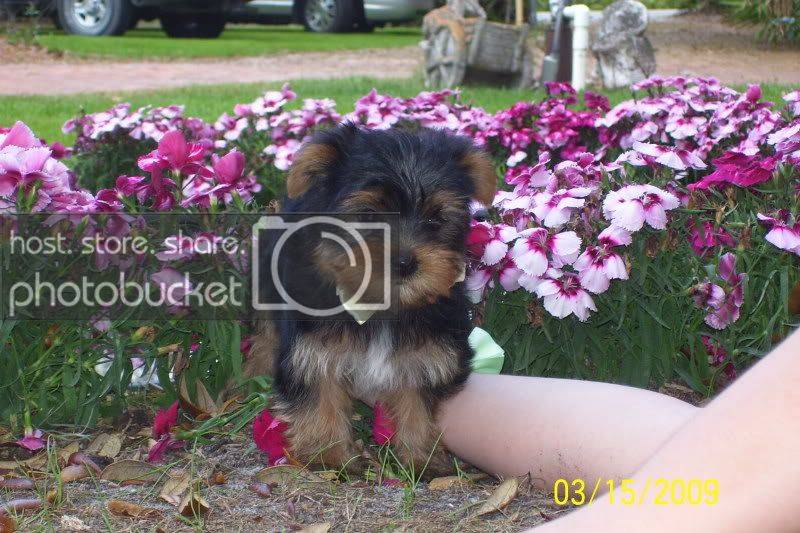 puppies018.jpg