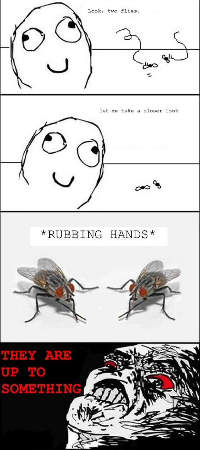 Flies.jpg