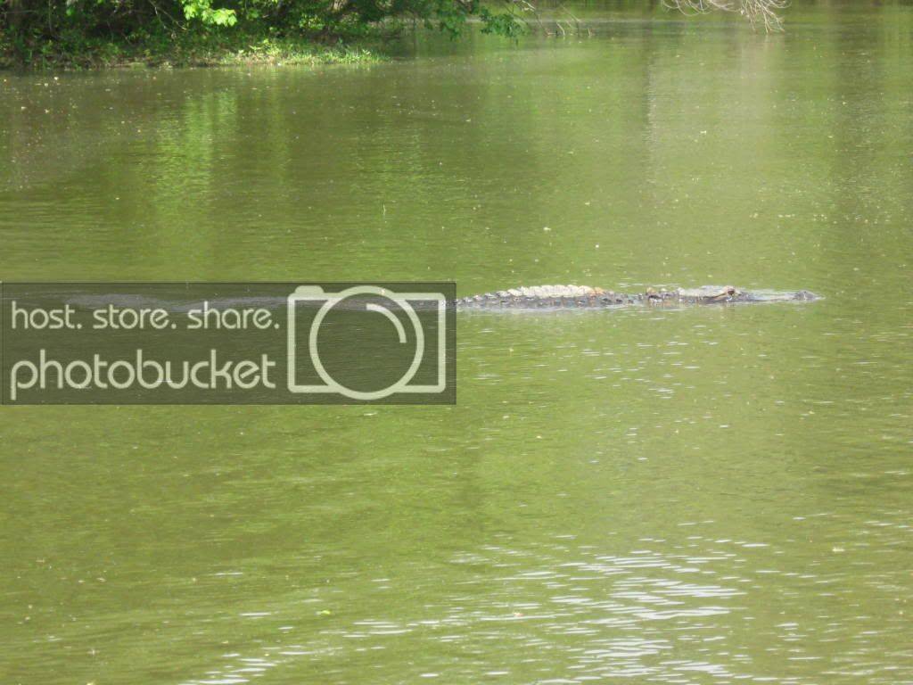 gator015.jpg