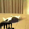 4r9p742.gif