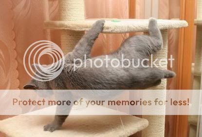 dance-cat.jpg