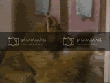 alf.gif