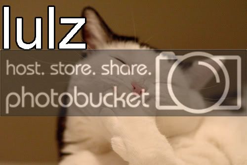 funny-catlulz.jpg