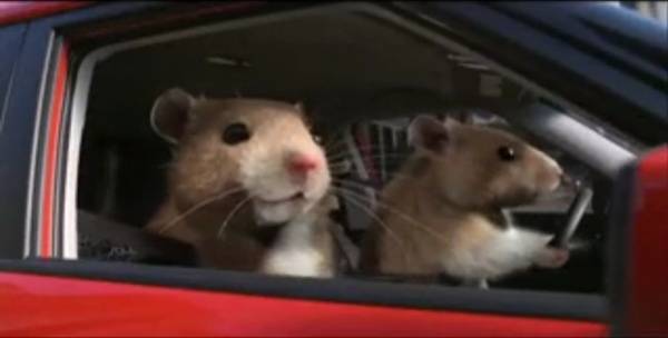 kia_soul_hamsters.jpg