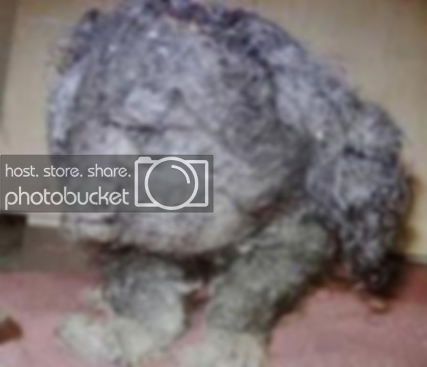 poodle.jpg