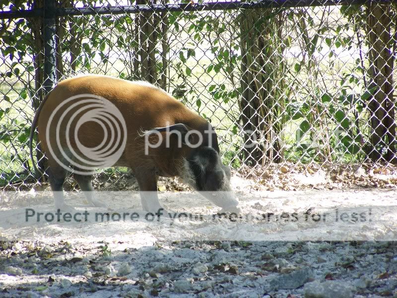 zoo018.jpg