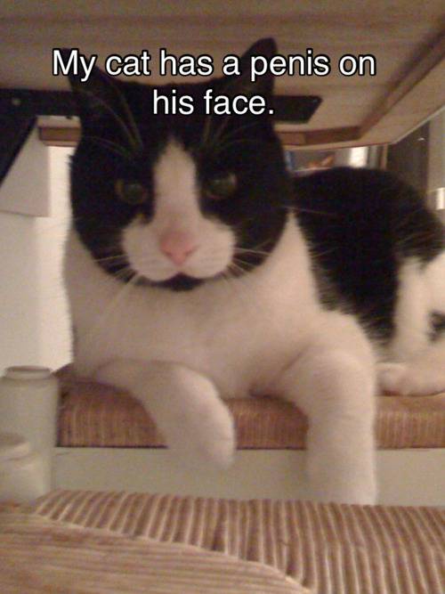 tumblr_lyb7htJISR1qg3ayxo1_500.jpg