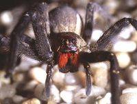 banana-spider.jpg
