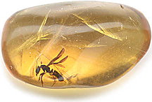 amber.jpg