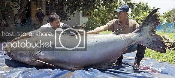 big_fish.jpg
