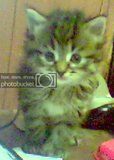 th_KITTEHOFDOOM.jpg