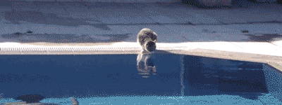 tumblr_llohe0NVTH1qi7ymho1_400.gif