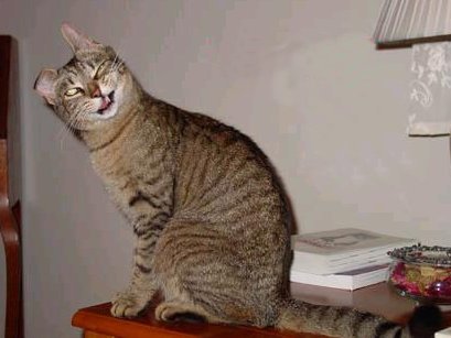 Retard-cat.jpg