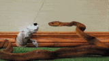 thjapuppetshow.gif