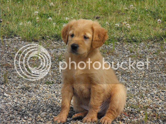 2008_0702ChewieandMe0011.jpg