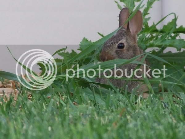 Rabbit2.jpg