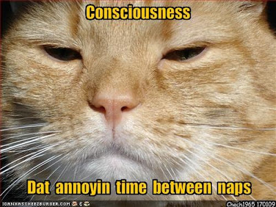napping+cat.bmp