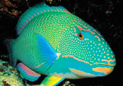 parrot-fish.jpg