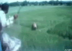 tiger.gif