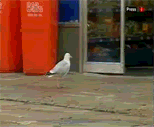 gif.gif