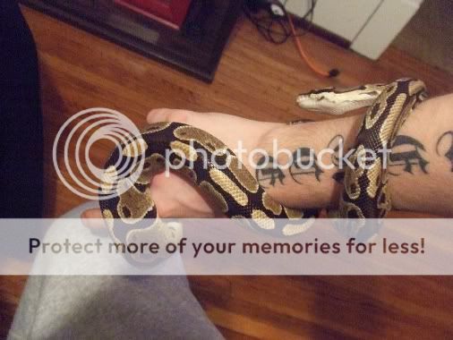snake.jpg