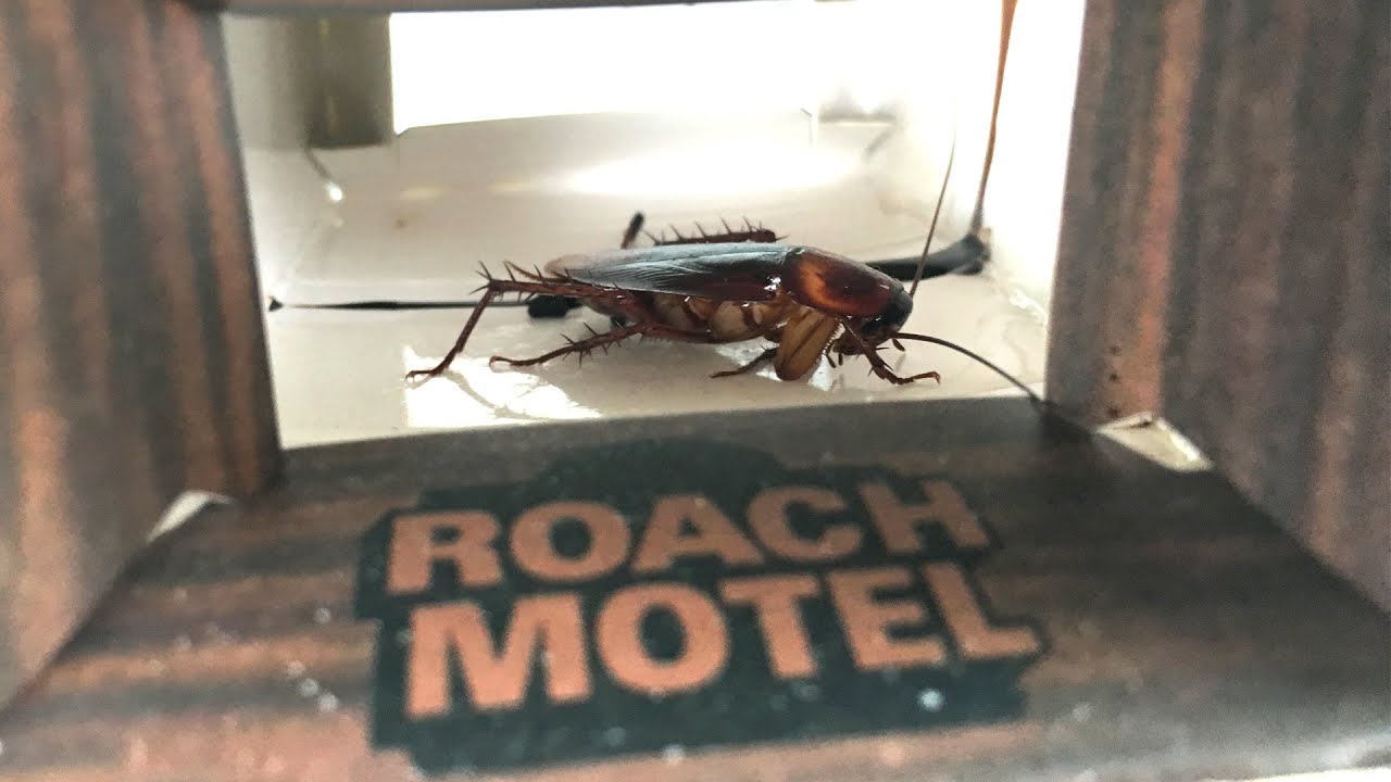 Roach-Motel.jpg