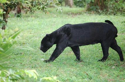 black-panther-on-grass-walking.jpg
