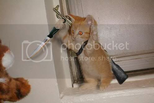 kitty.jpg