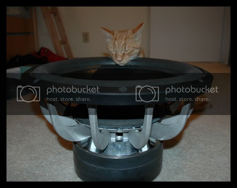 pwntcatborder.jpg