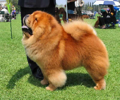 ChowChowWDN_Ap6D.jpg