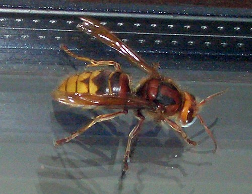 hornet-3.jpg