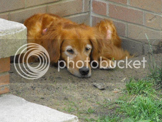 2008_0626Dogs0001.jpg