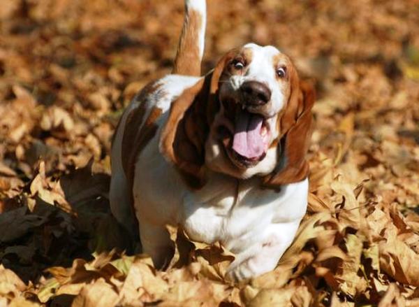 basset-hound-running-1.jpg