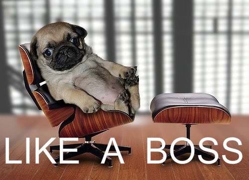 twitter-like-a-boss_(1).jpg