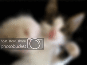 PunchingKitty.gif